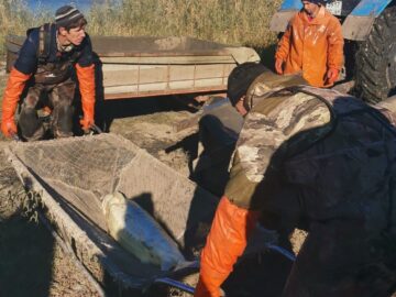 В Ростовской области проходят мероприятия по бонитировке ремонтно-маточных стад осетровых перед зимовкой