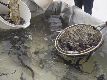 Новосибирский рыбзавод выпустил 20 тысяч сеголеток краснокнижного осетра в Обь