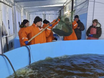 Уватский центр аквакультуры создает маточное стадо сибирского осетра