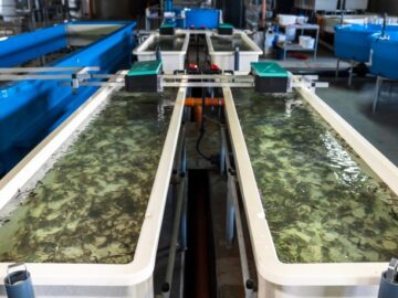 «Югорский рыбоводный завод» обновил производственные мощности по выращиванию осетровых