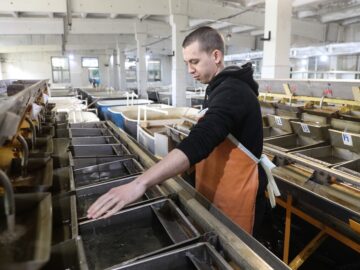 Волгоградский осетровый завод планирует ежегодно выпускать в водоемы 4,5 млн мальков